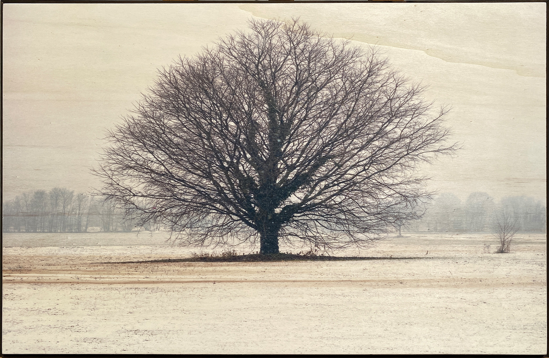 Solitario