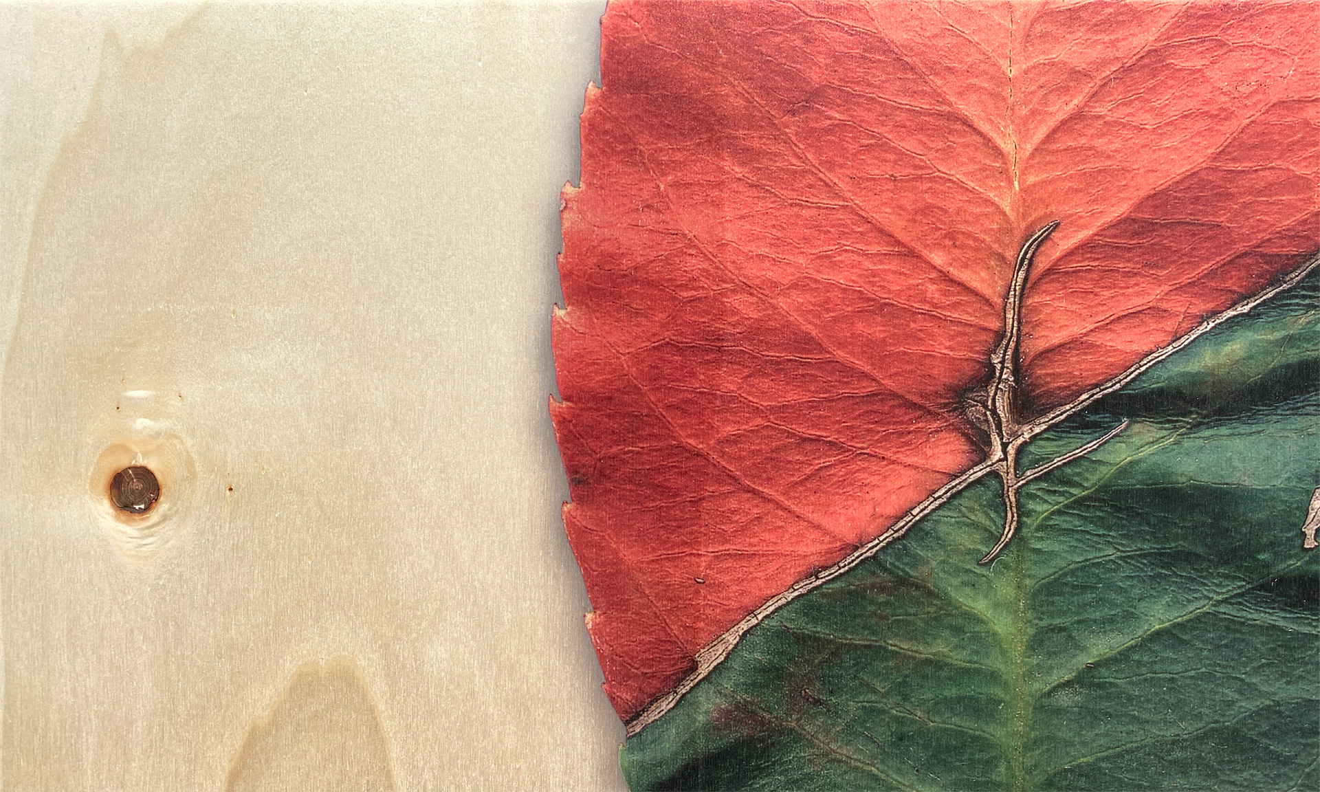 Photinia1920